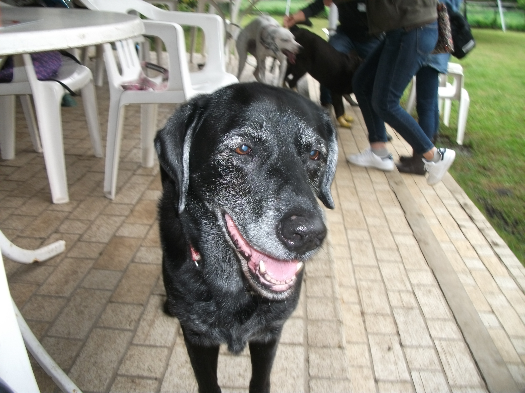 ２０１８ 夏のオフ会 その１ 保護犬との毎日