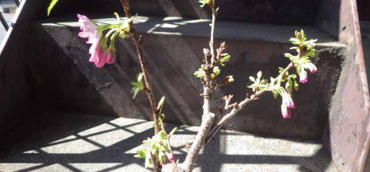 我が家の桜も　咲きました。