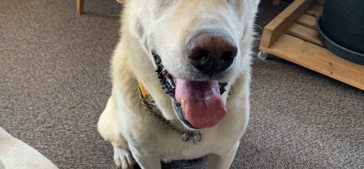 ラブっぽい子の預かり開始