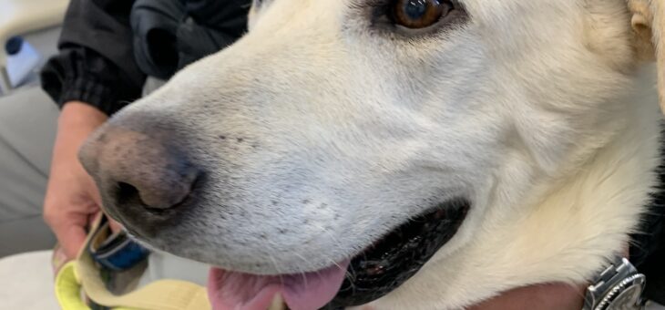 去勢手術で入院中　静かだわ