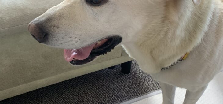 やっと　フリーに