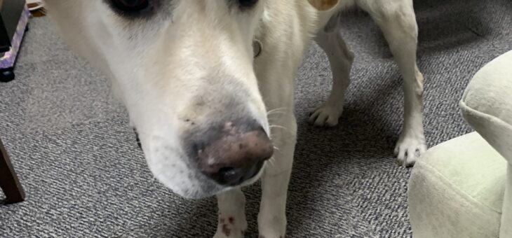 生活に慣れてきました