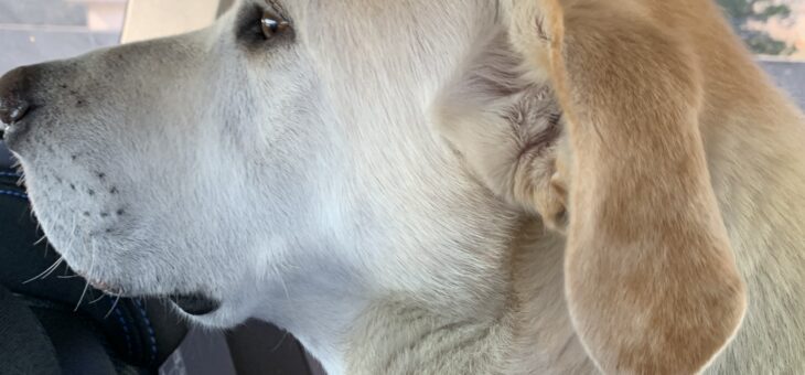 譲渡会が終わり