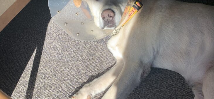 抜糸済みました