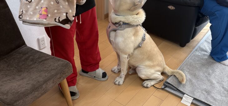 トライアル開始