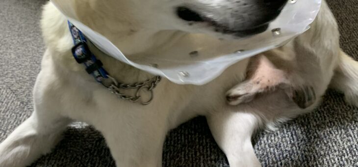 トライアル終了