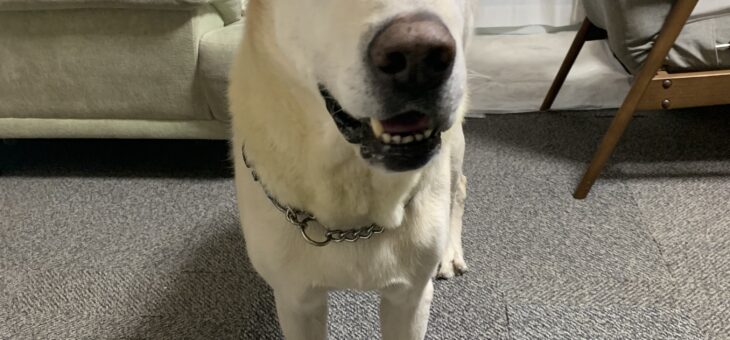 やっぱり大きいバニラくん